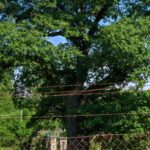 Pomnikowy dąb "Szumny" na tle ruin Zakladu Karnego w Kalnicy