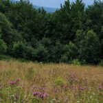 Widok z Przełęczy nad Roztokami